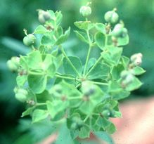 Leafy Spurge head